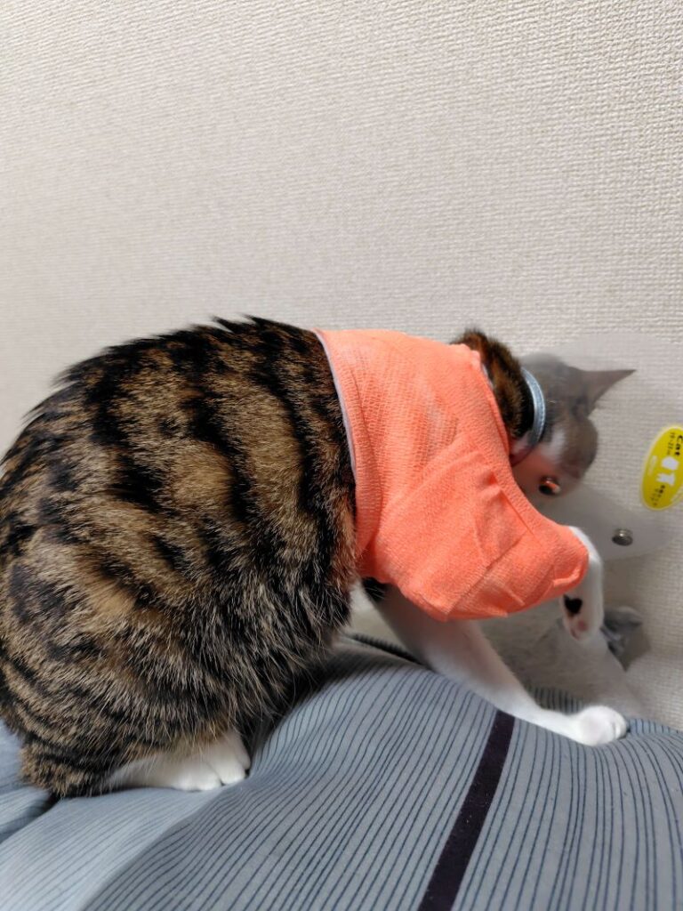 骨折した猫